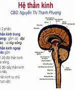 Giải Phẫu Hệ Thần Kinh Não